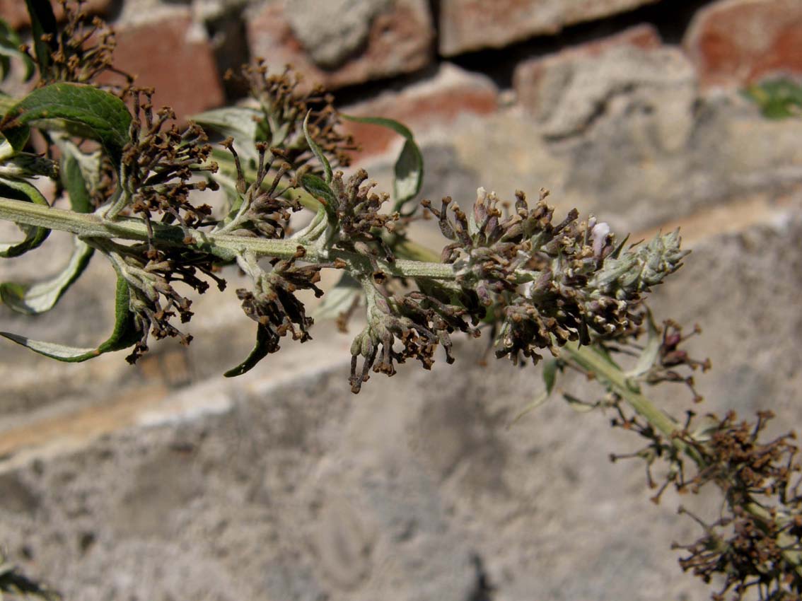 Alta dalle lunghe spighe - Buddleja davidii