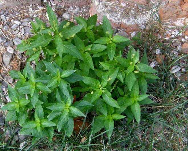 Mercurialis annua / Mercorella comune