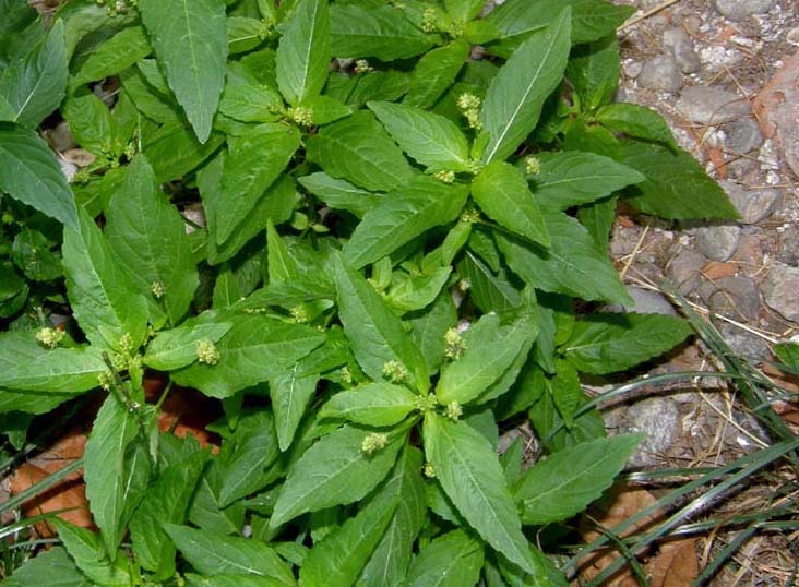 Mercurialis annua / Mercorella comune