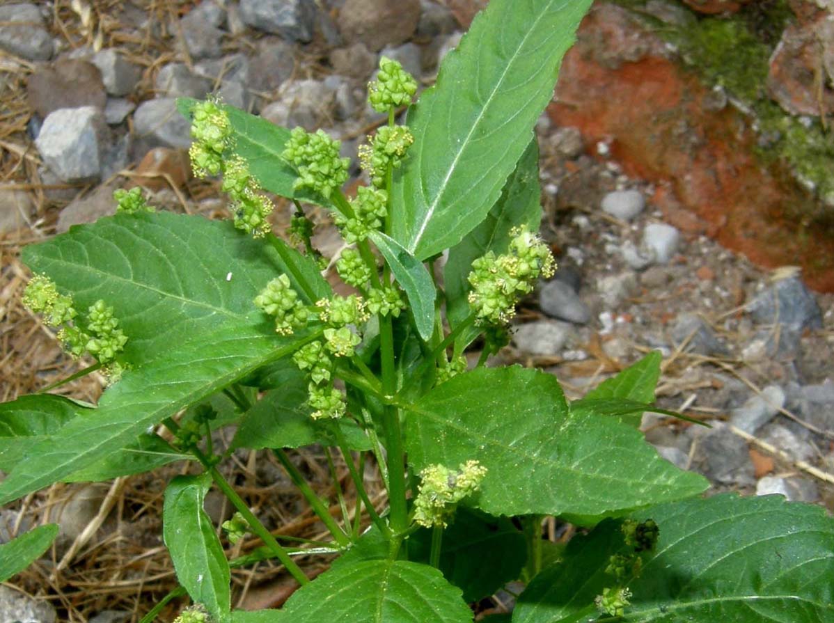 Mercurialis annua / Mercorella comune