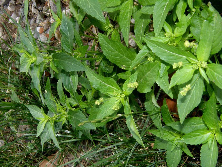 Mercurialis annua / Mercorella comune