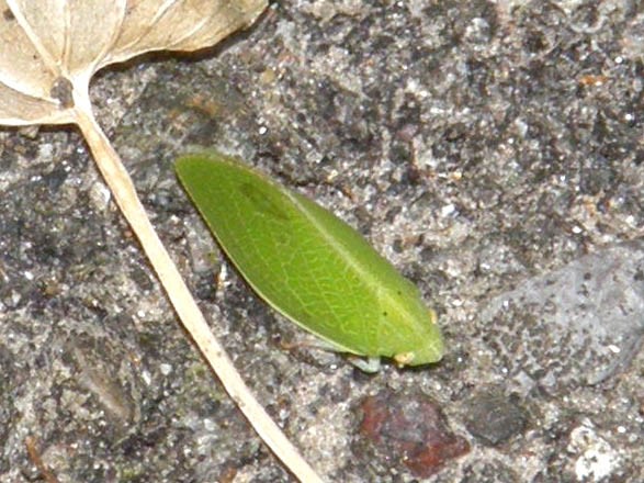 Acanalonia conica (Issidae)