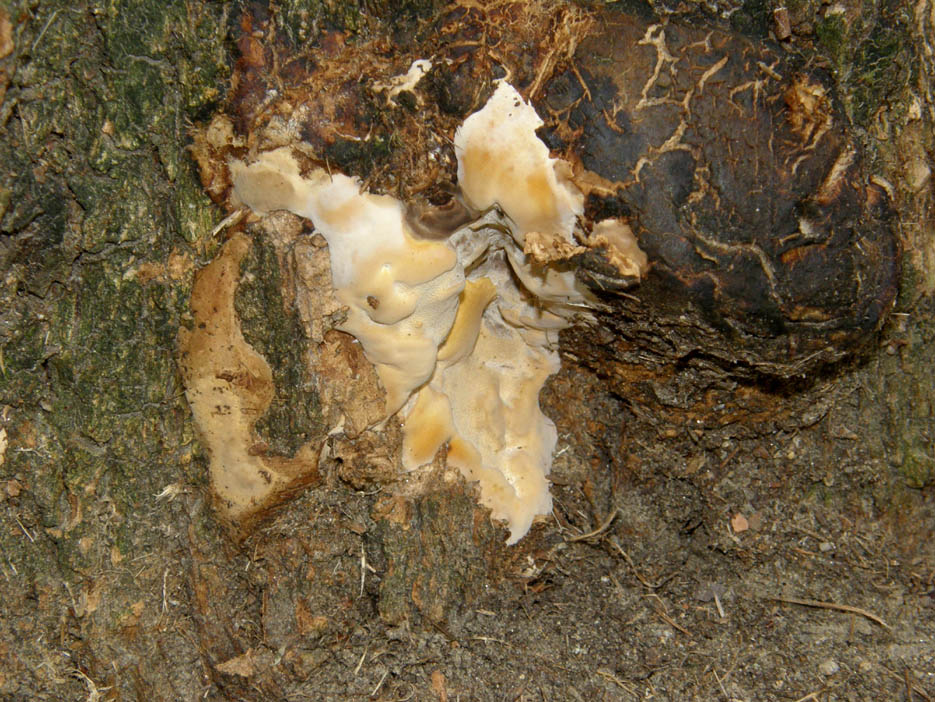 Alla base di una robinia morta (Perenniporia fraxinea)