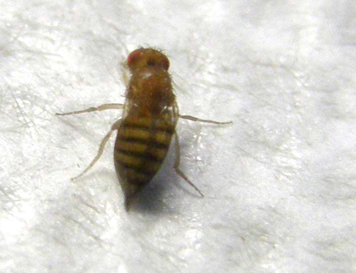 Drosophilidae