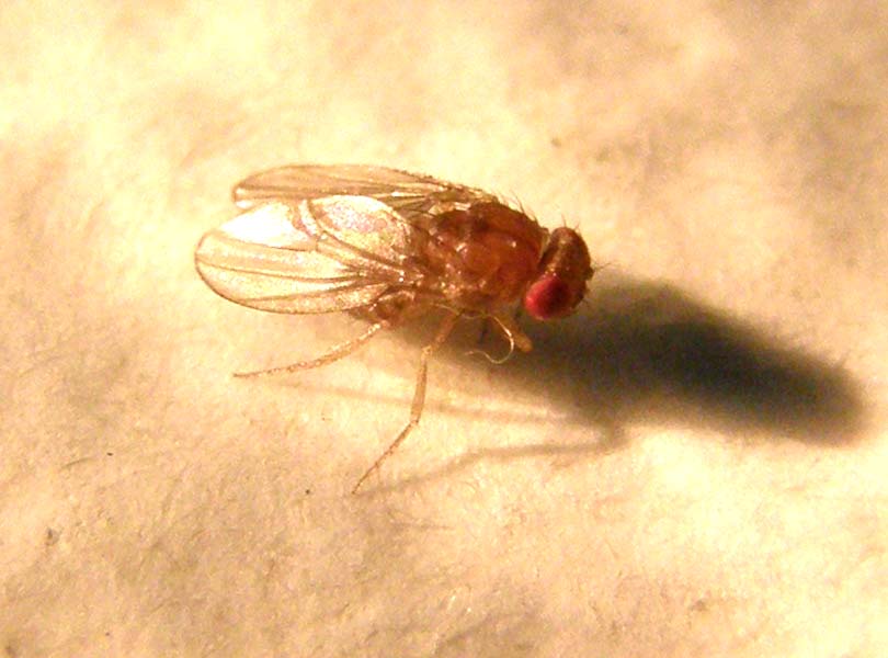 Drosophilidae