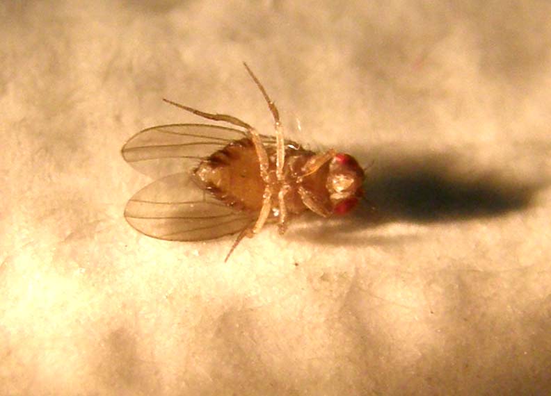 Drosophilidae