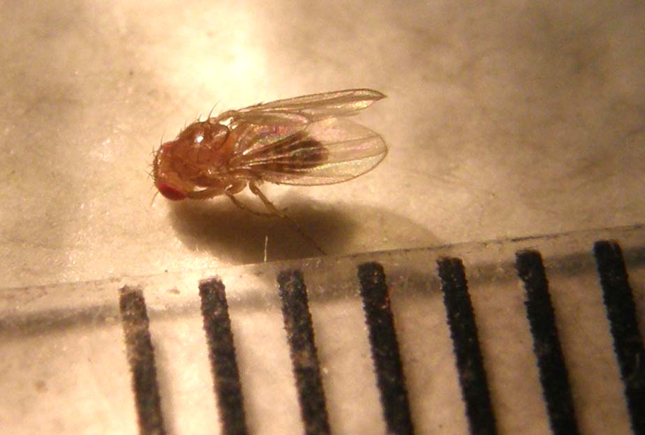 Drosophilidae