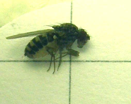 Drosophilidae