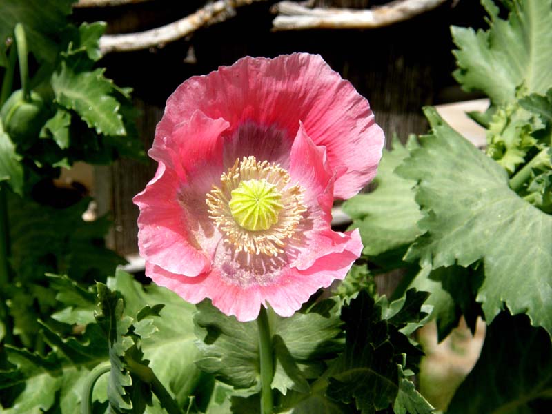 Papaver somniferum