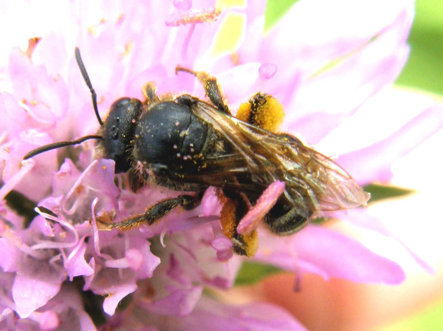 Lasioglossum sp.