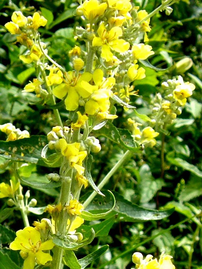 Verbascum cfr. lychnitis (Lamiales - Scrophulariaceae)