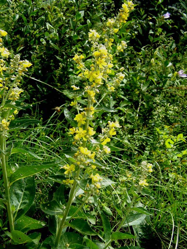 Verbascum cfr. lychnitis (Lamiales - Scrophulariaceae)