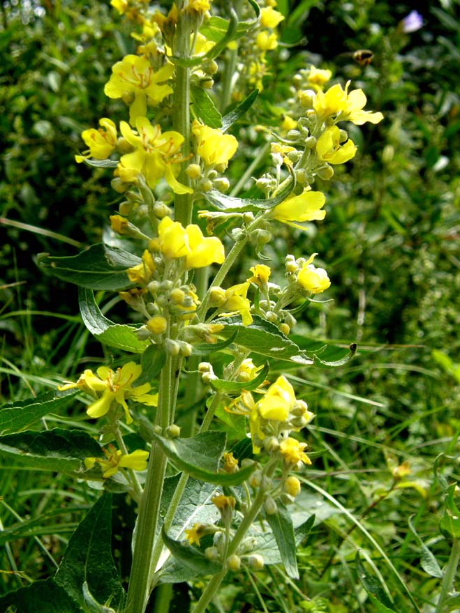 Verbascum cfr. lychnitis (Lamiales - Scrophulariaceae)