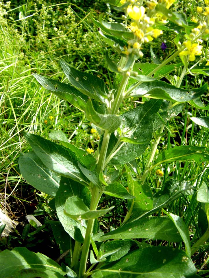 Verbascum cfr. lychnitis (Lamiales - Scrophulariaceae)