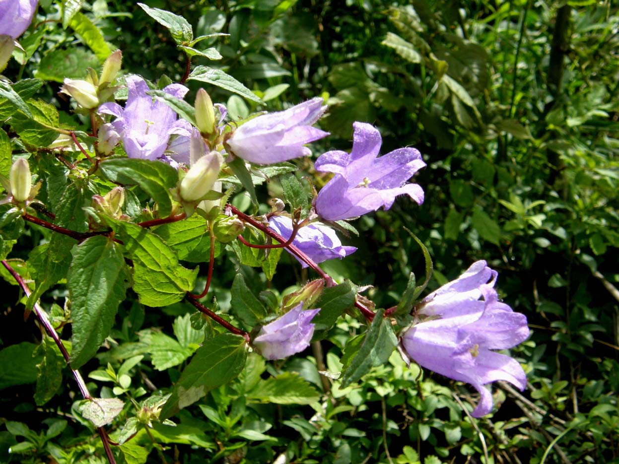 Campanula trachelium