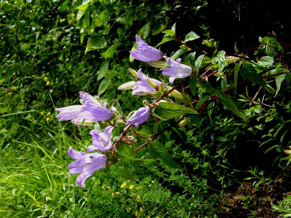 Campanula trachelium