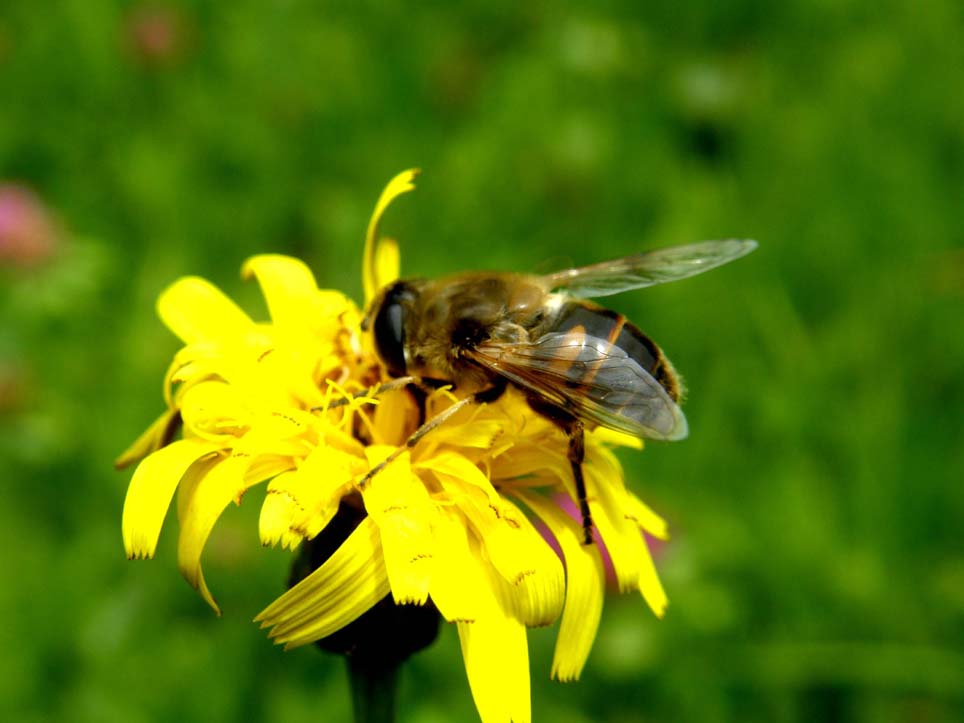 Eristalis tenax