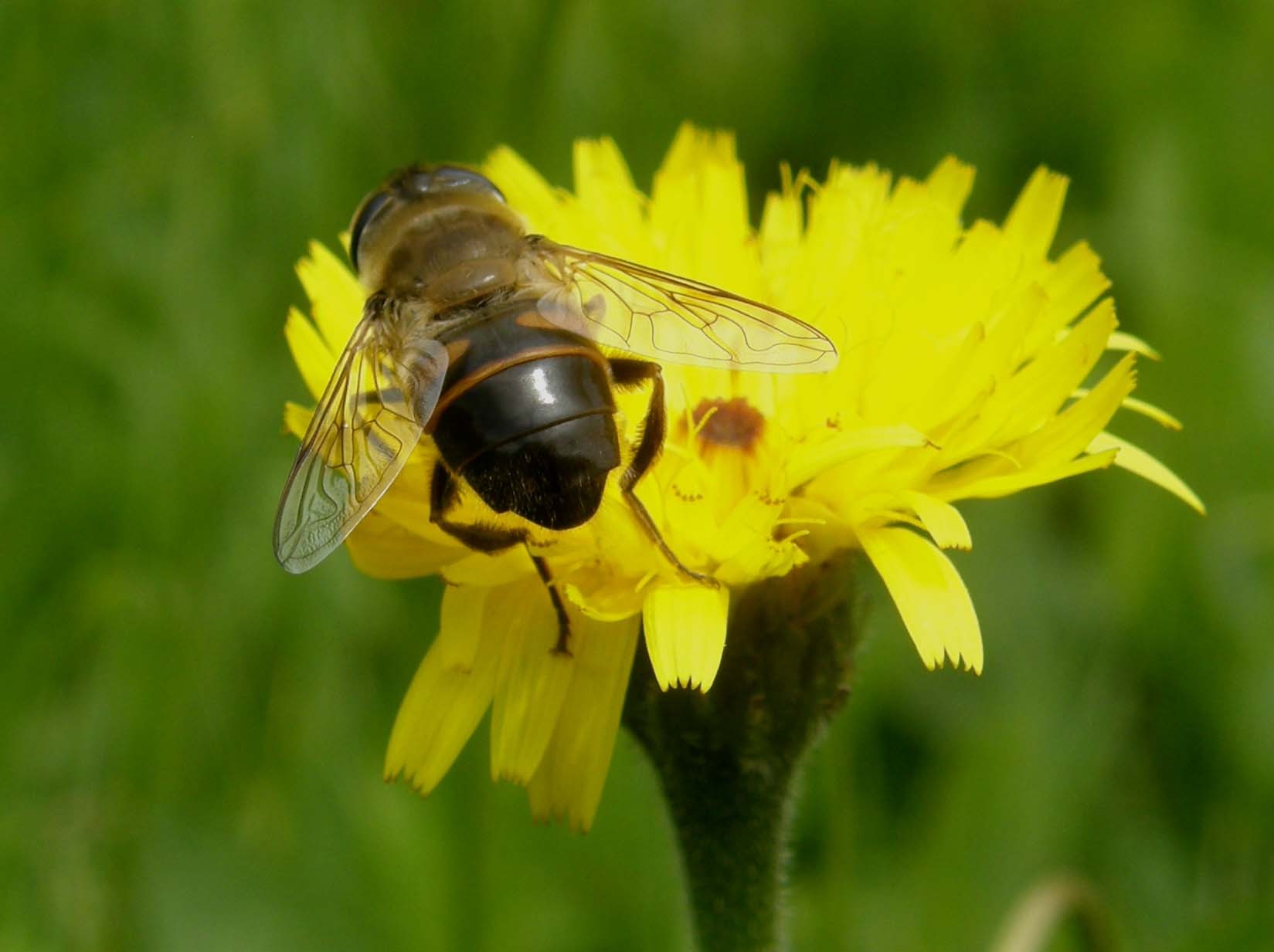 Eristalis tenax