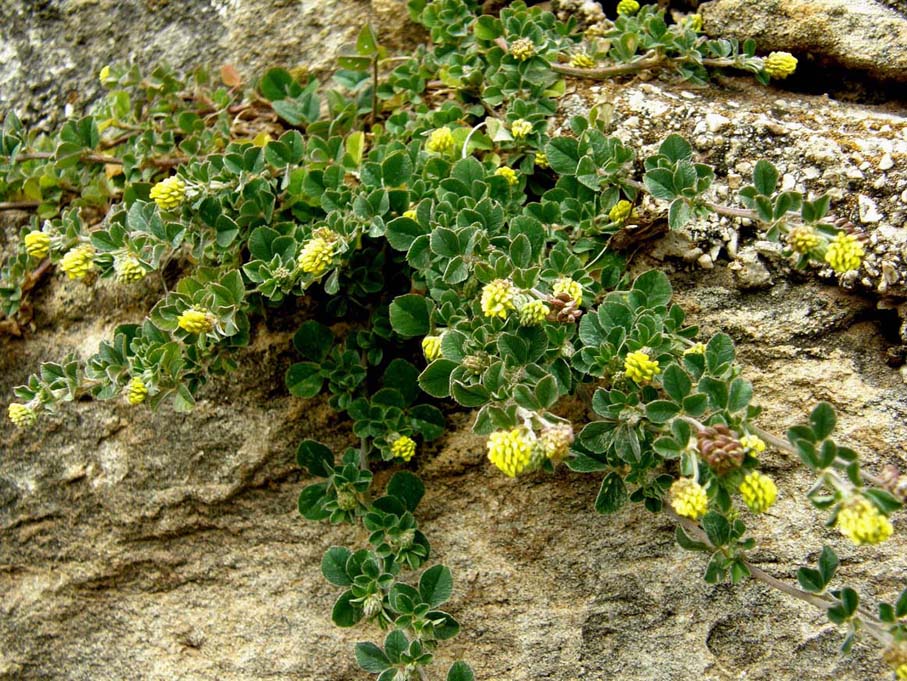 Medicago cfr. lupulina (Fabaceae)