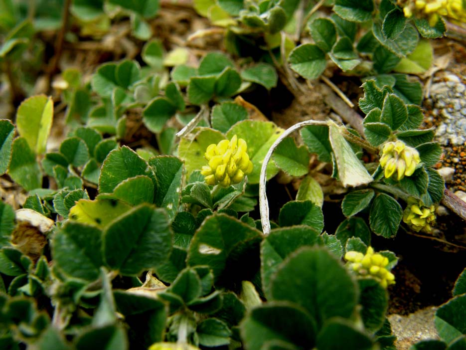 Medicago cfr. lupulina (Fabaceae)