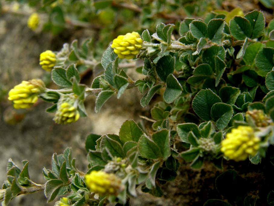 Medicago cfr. lupulina (Fabaceae)