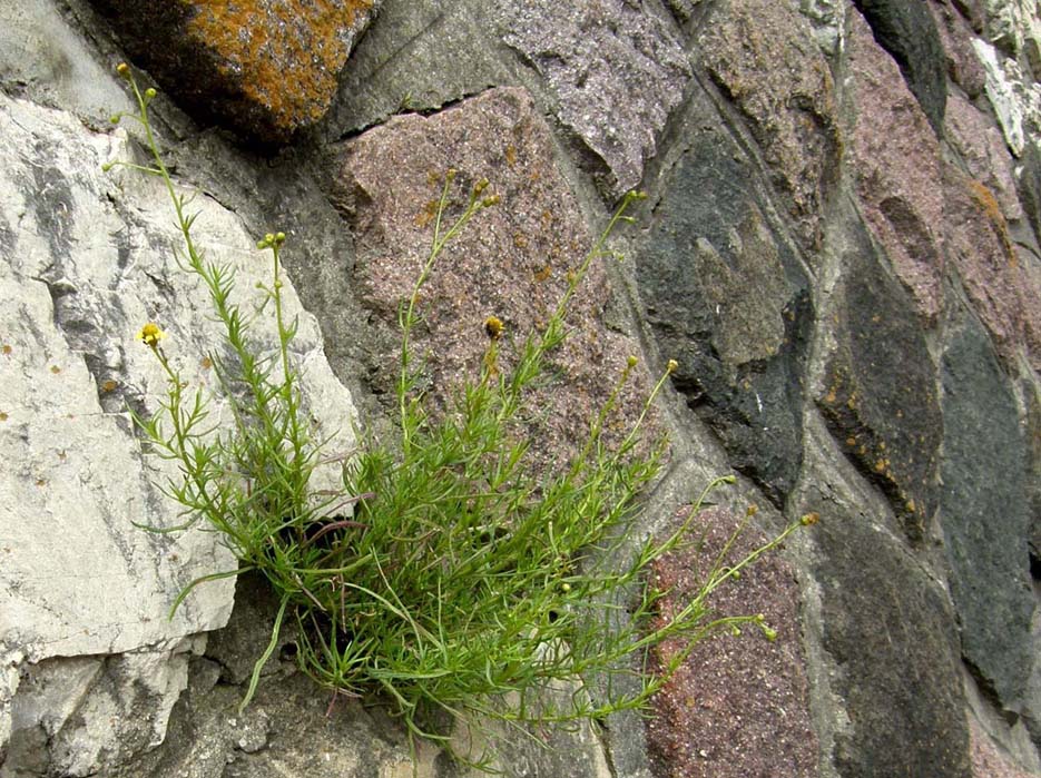 Fiore giallo tra le rocce - Senecio inaequidens