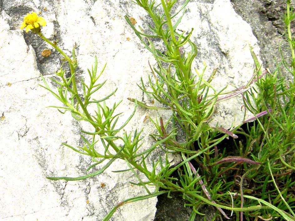 Fiore giallo tra le rocce - Senecio inaequidens