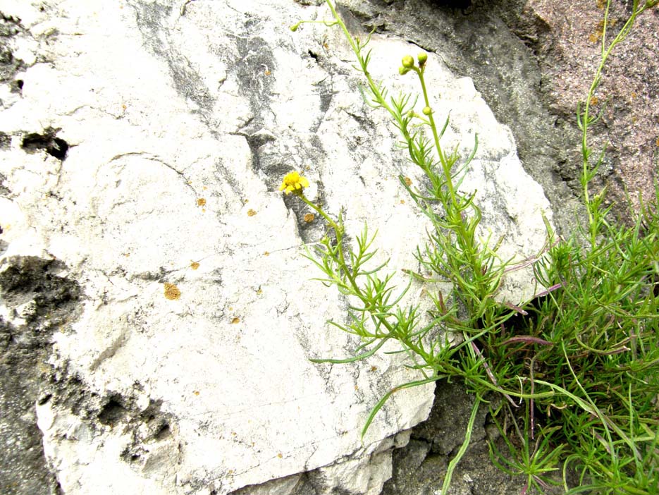 Fiore giallo tra le rocce - Senecio inaequidens