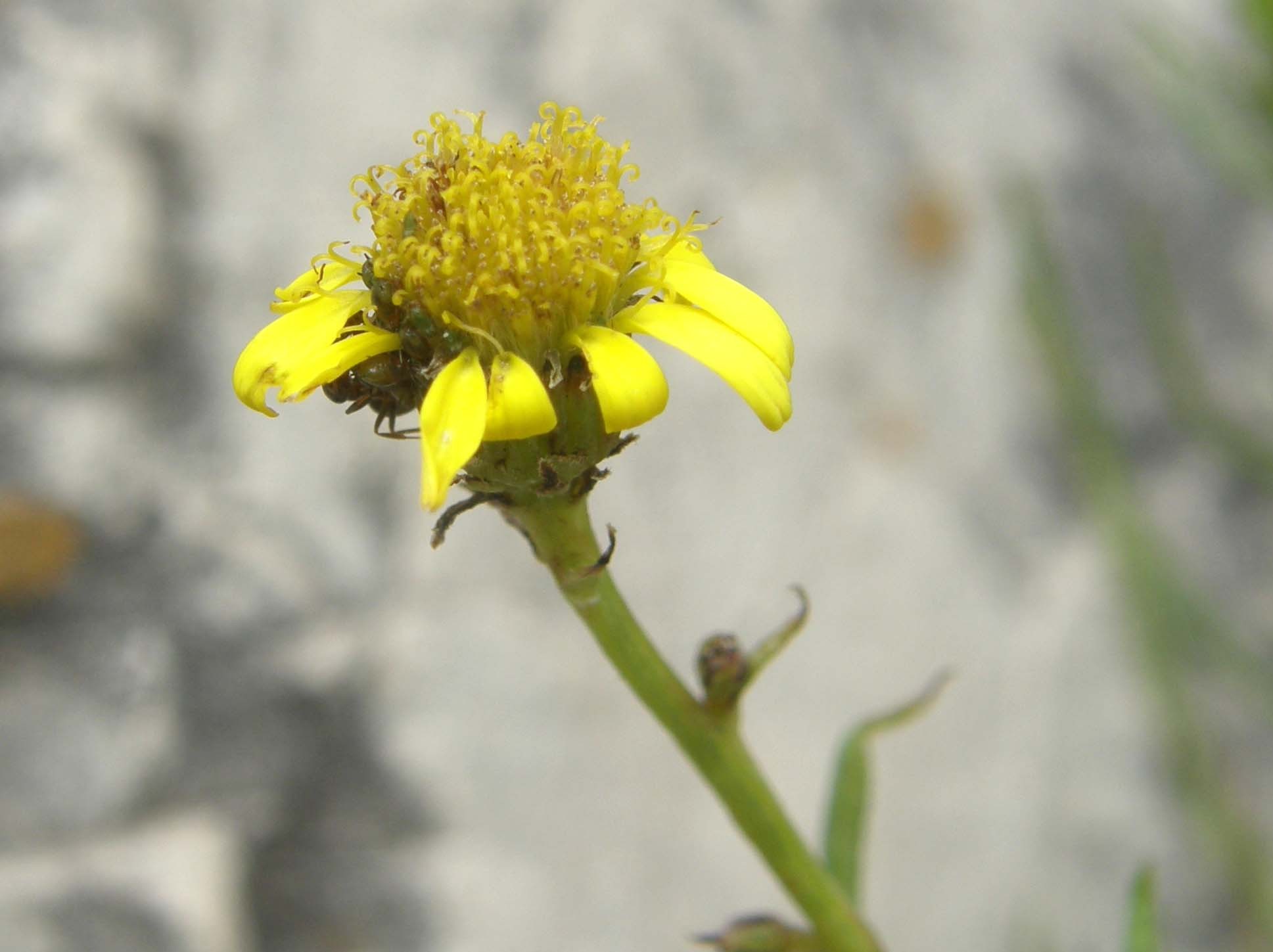 Fiore giallo tra le rocce - Senecio inaequidens