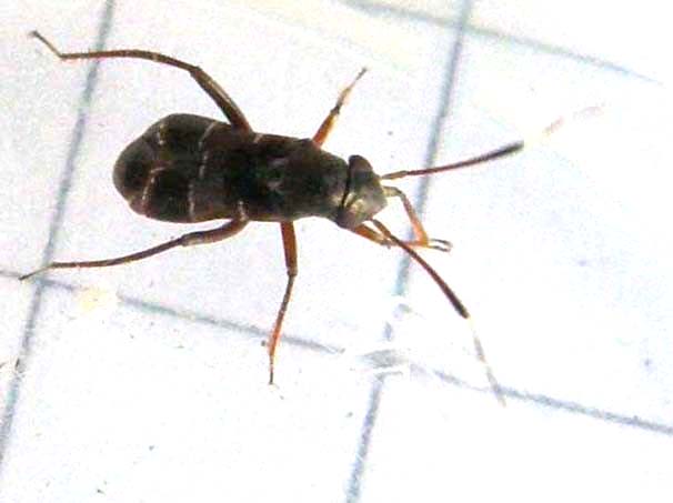 Pilophorus cfr clavatus