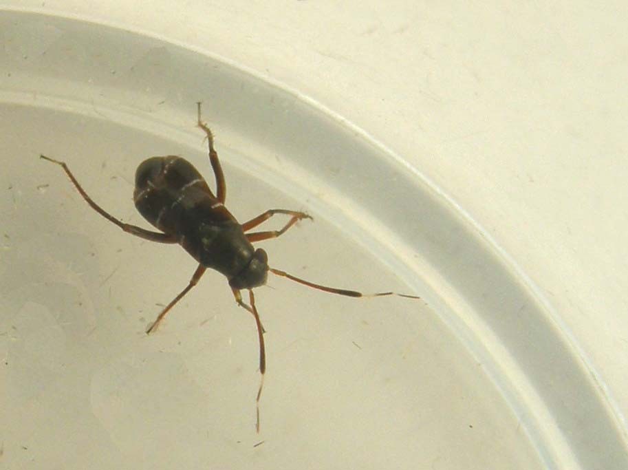 Pilophorus cfr clavatus