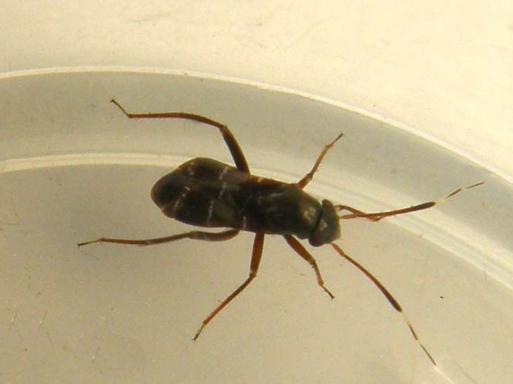 Pilophorus cfr clavatus