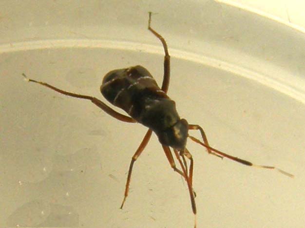 Pilophorus cfr clavatus