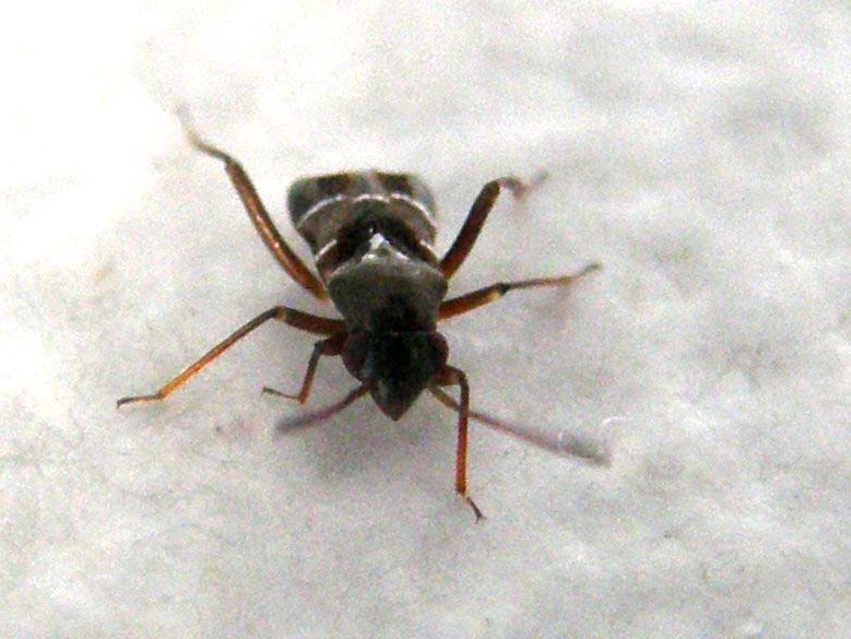 Pilophorus cfr clavatus