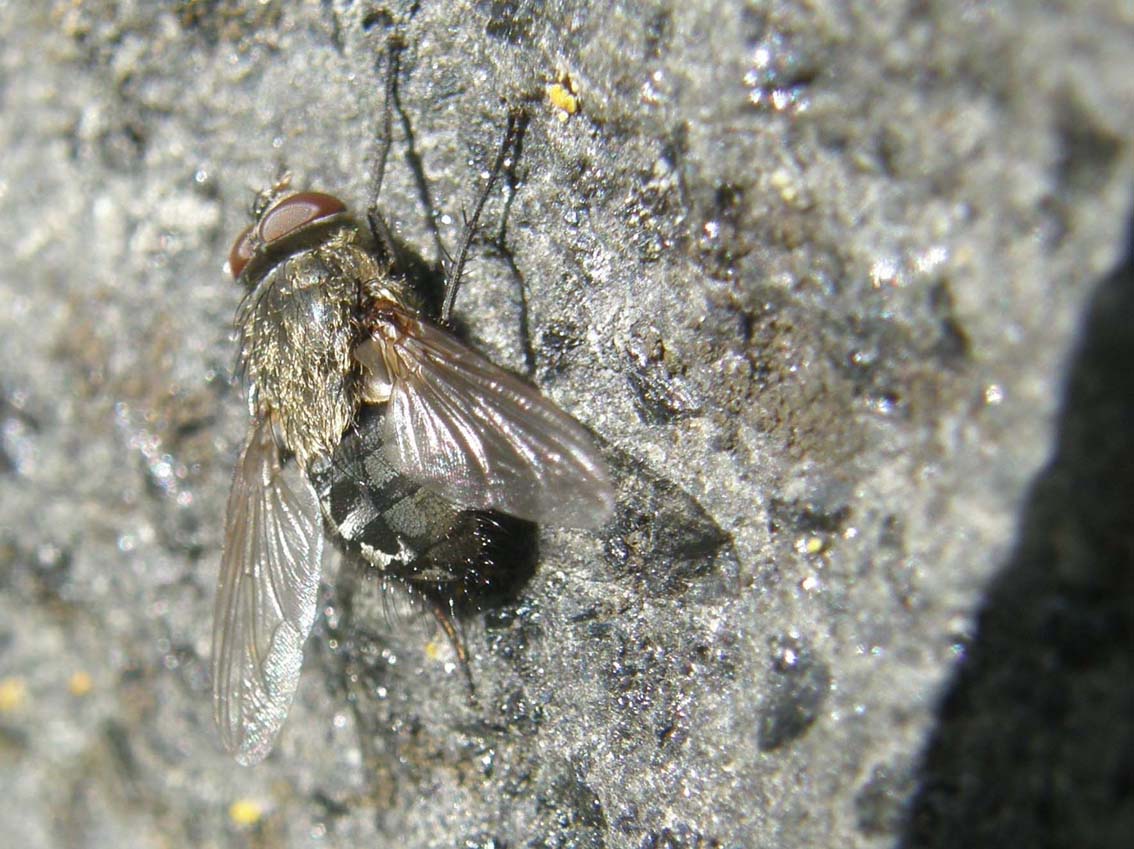 Pollenia cf. rudis (Calliphoridae)