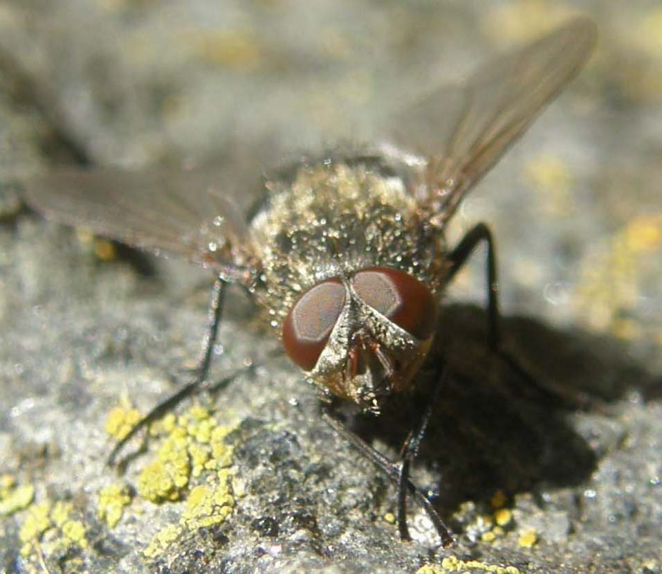 Pollenia cf. rudis (Calliphoridae)