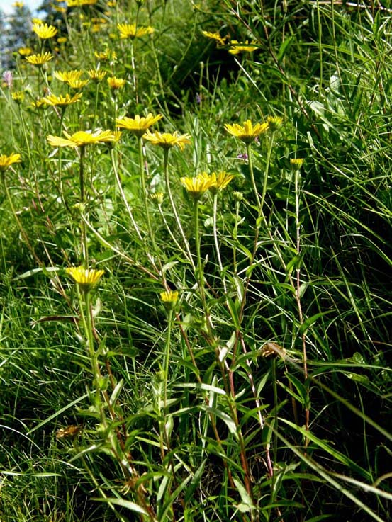 Buphthalmum salicifolium / Asteroide salicina