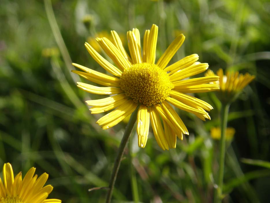 Buphthalmum salicifolium / Asteroide salicina