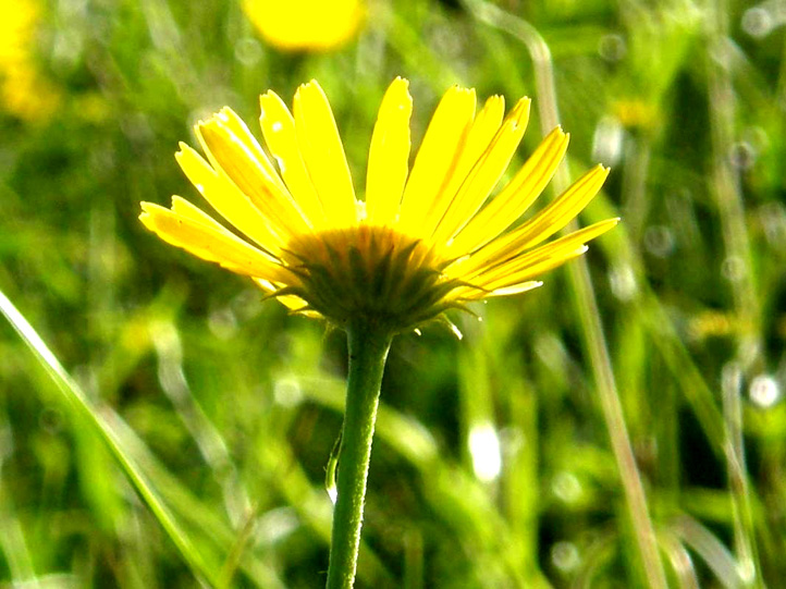 Buphthalmum salicifolium / Asteroide salicina