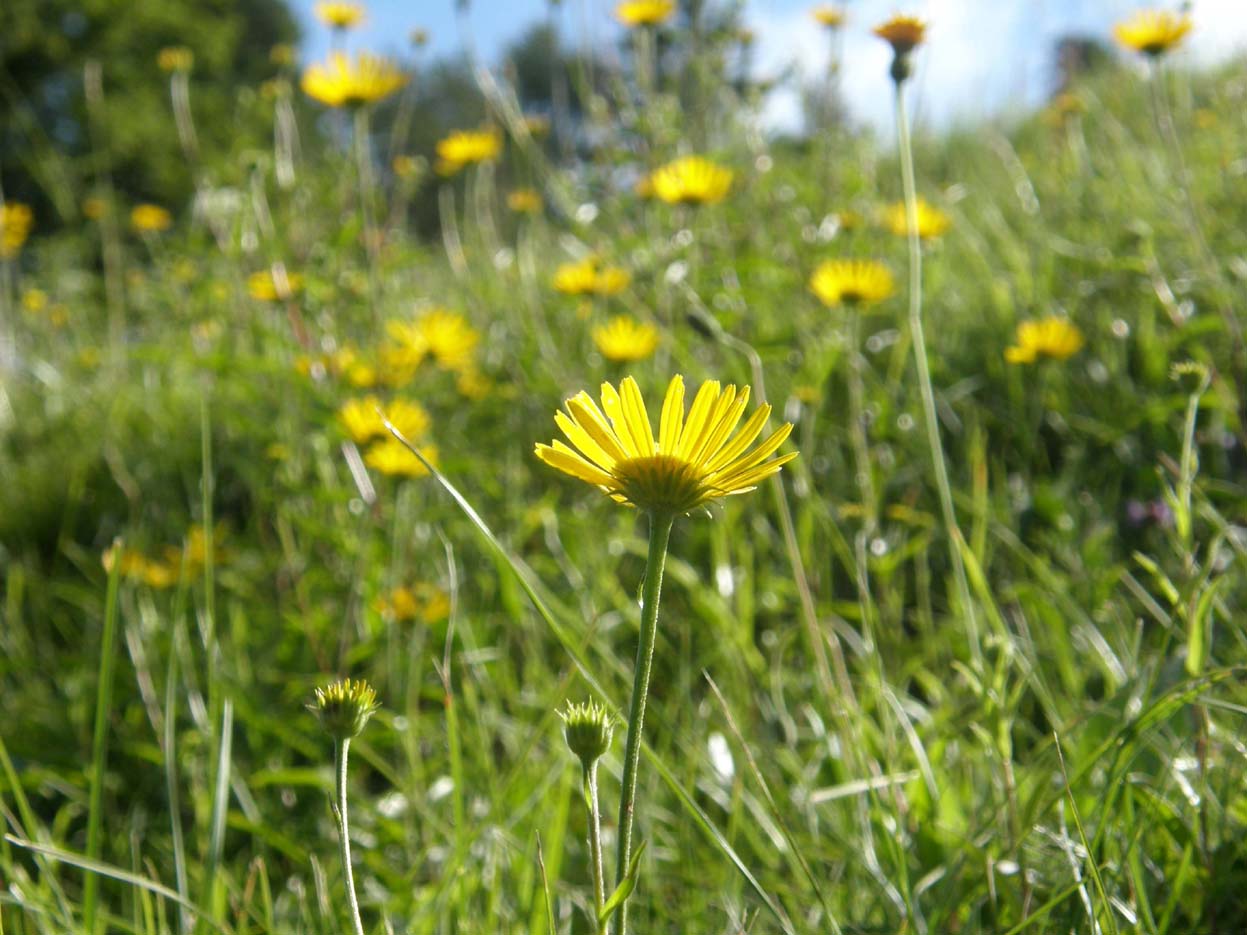 Buphthalmum salicifolium / Asteroide salicina