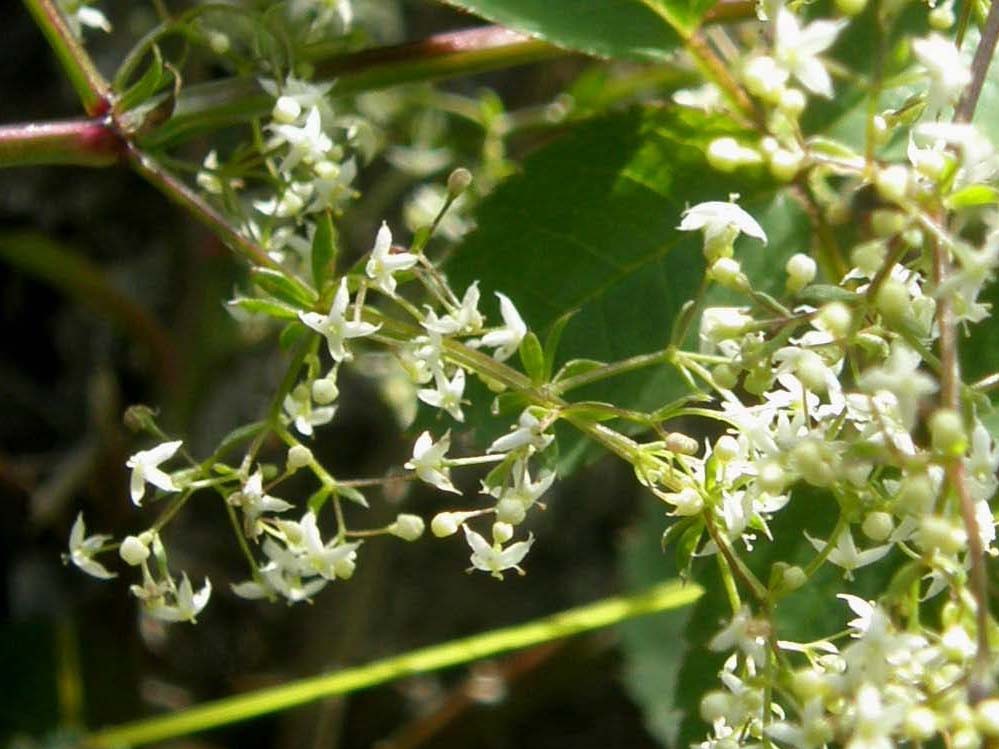 Galium sp. [cfr. elongatum] (Rubiaceae)