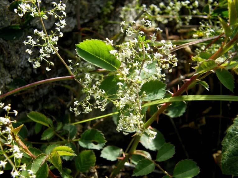 Galium sp. [cfr. elongatum] (Rubiaceae)