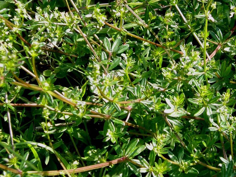 Galium sp. [cfr. elongatum] (Rubiaceae)