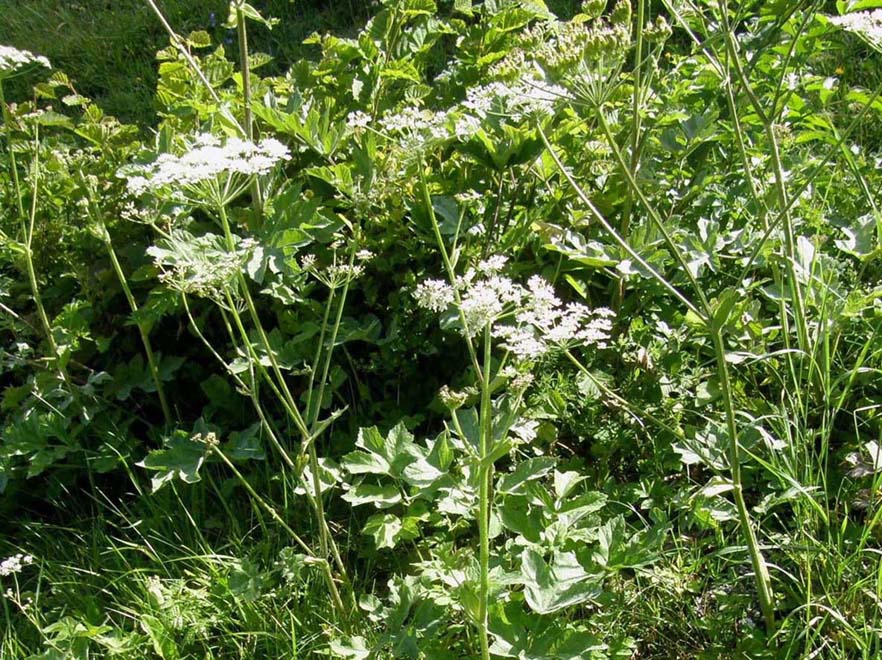 Heracleum sphondylium / Panace comune