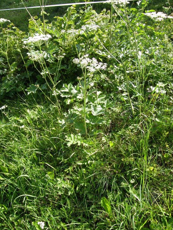 Heracleum sphondylium / Panace comune