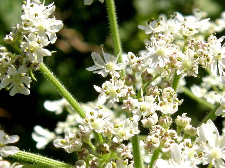 Heracleum sphondylium / Panace comune