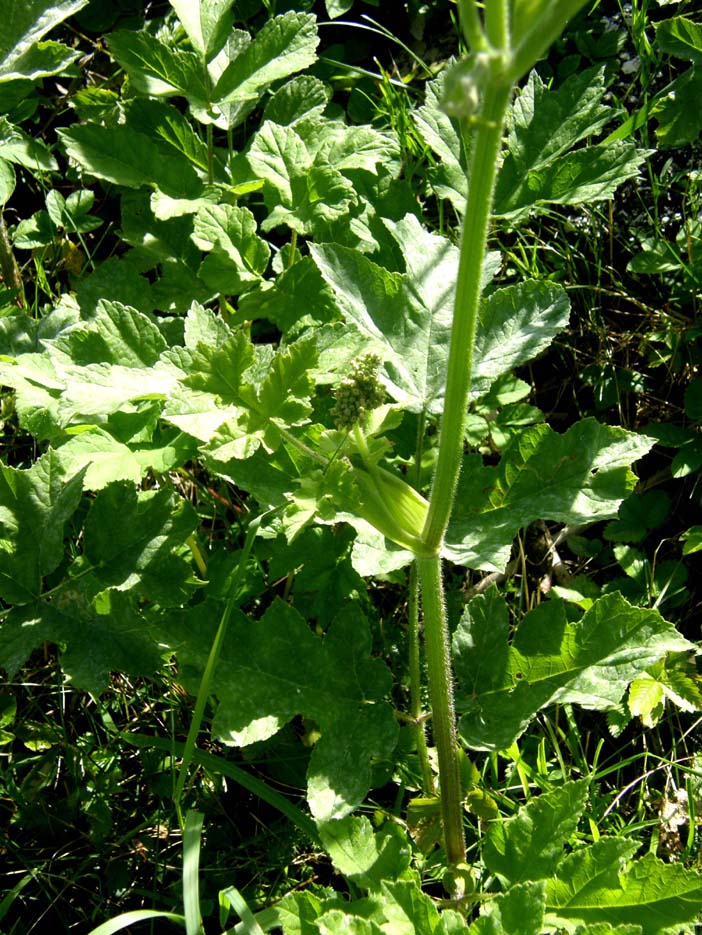 Heracleum sphondylium / Panace comune