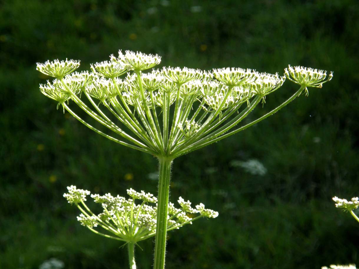 Heracleum sphondylium / Panace comune