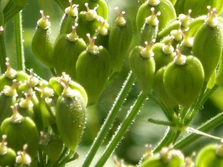 Heracleum sphondylium / Panace comune