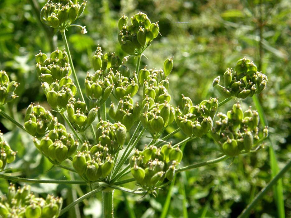 Heracleum sphondylium / Panace comune